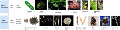 Plant-Morphing Strategies and Plant-Inspired Soft Actuators Fabricated by Biomimetic Four-Dimensional Printing: A Review